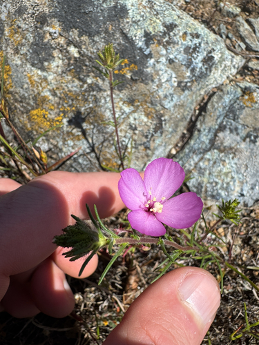 Clarkia gracilis, photograph 6