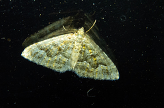 Xanthorhoe xanthospila