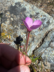 (c) Peter Abrahamsen, some rights reserved (CC BY) Clarkia gracilis, photograph (c) Peter Abrahamsen, some rights reserved (CC BY)