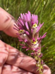 Castilleja densiflora, photograph (c) Peter Abrahamsen, some rights reserved (CC BY)