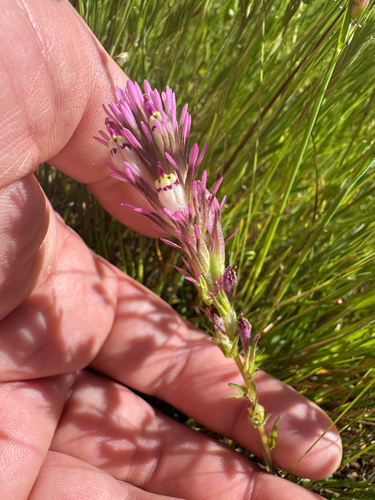 Castilleja densiflora, photograph 2