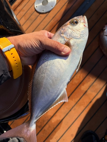 Fortune jack (Seriola peruana) — Carangidae