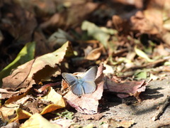Zizina otis labradus