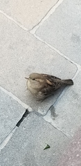 Passer domesticus