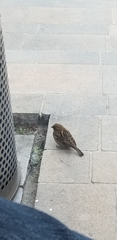 Passer domesticus