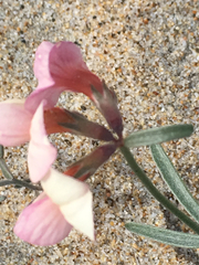 Lotus bryantii