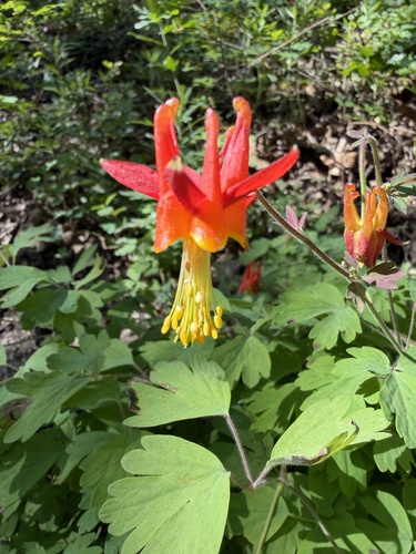 iNaturalist observation photo of western columbine