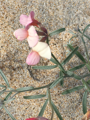 Lotus bryantii
