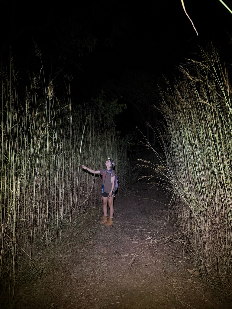 Sorghum brachypodum