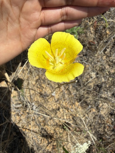 iNaturalist observation photo of Yellow Mariposa Lily