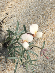 Lotus bryantii