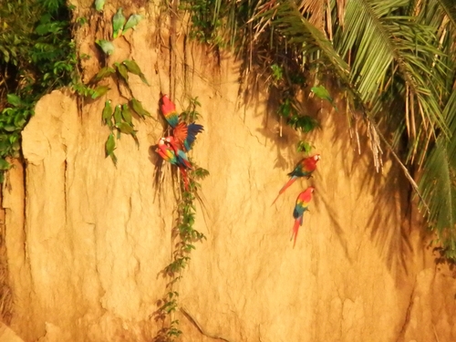 South American scarlet macaw