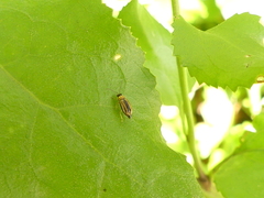 Monolepta subsuturalis