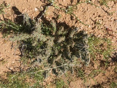 Cylindropuntia whipplei