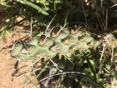 Cylindropuntia whipplei