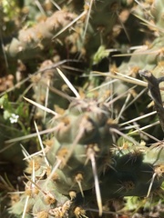 Cylindropuntia whipplei