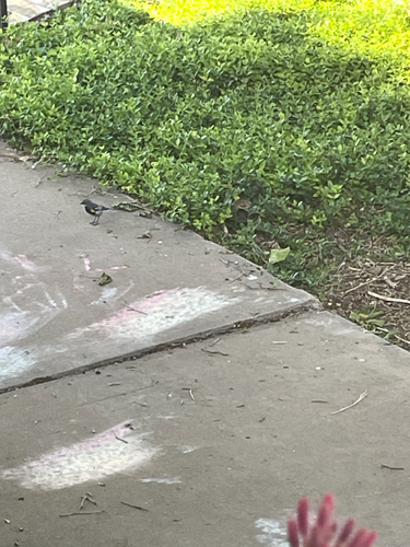 Yellow-rumped Warbler