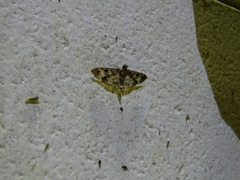 Rhimphaliodes macrostigma