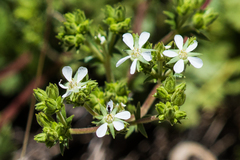 Horkelia clevelandii