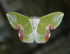 Protuliocnemis partita