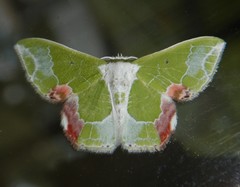 Protuliocnemis partita