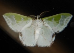 Protuliocnemis partita