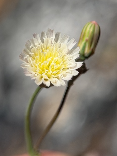 Malacothrix phaeocarpa