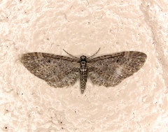 Eupithecia olivacea