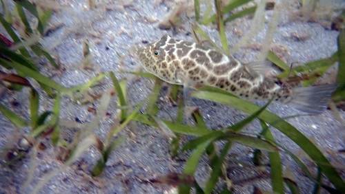Sphoeroides testudineus