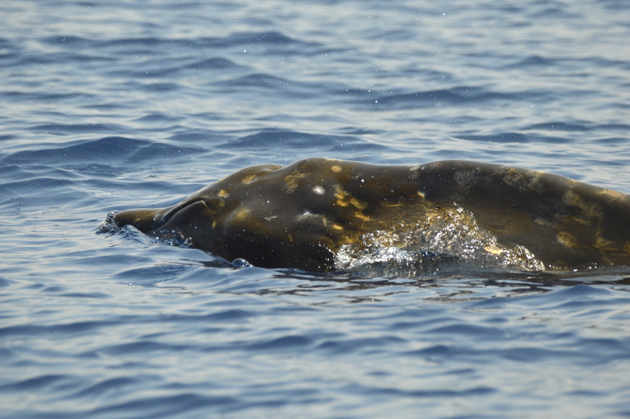 Mesoplodon densirostris