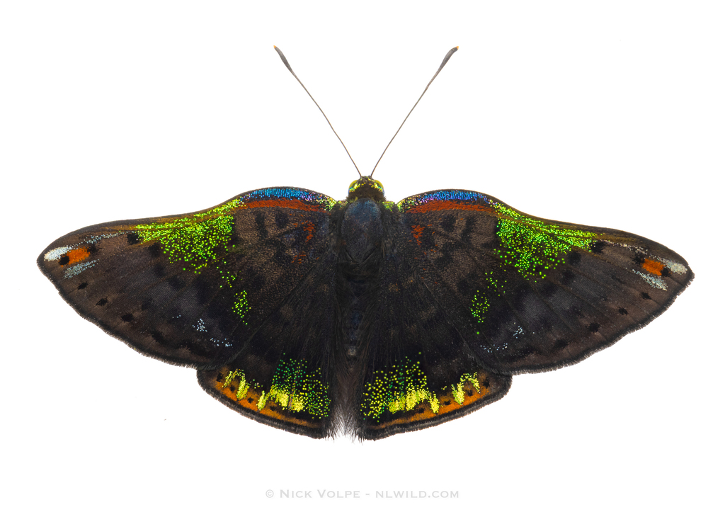 Caria trochilus from Paucartambo Province, Peru on April 15, 2026 at 12 ...