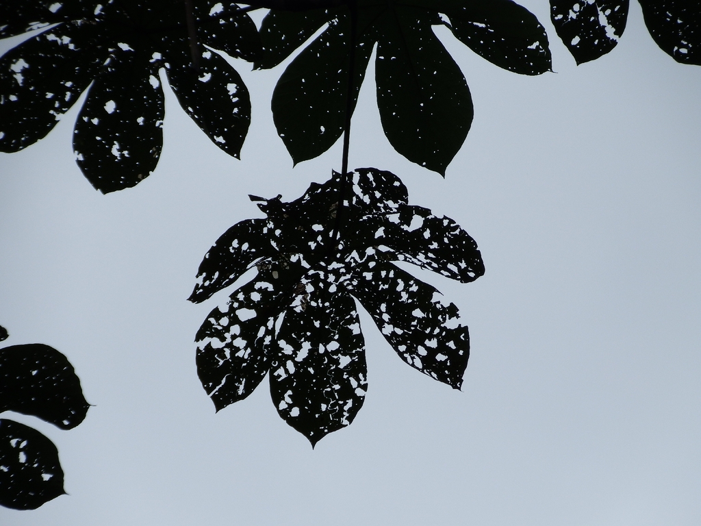 Cecropia membranacea; photograph (c) MK Malik, some rights reserved (CC BY-SA)
