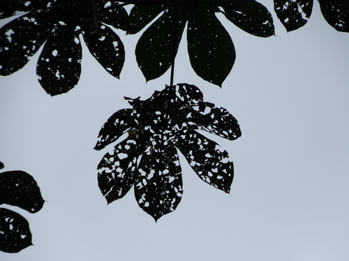 Cecropia membranacea
