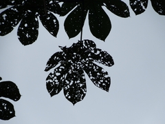 Cecropia membranacea