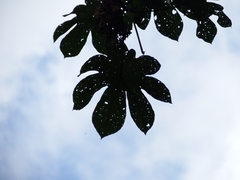 (c) MK Malik, some rights reserved (CC BY-SA) Cecropia membranacea, photograph (c) MK Malik, some rights reserved (CC BY-SA)