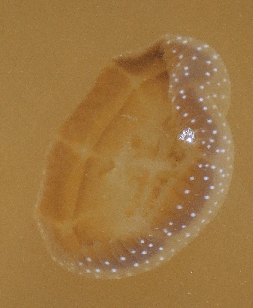 Phyllorhiza punctata<br>28 December, 2024