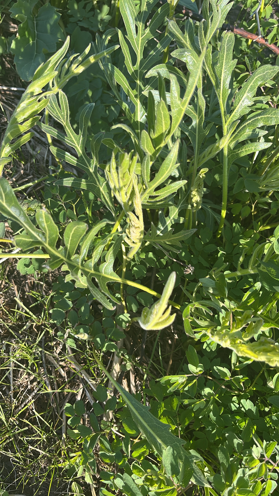 compass plant from De Forest, WI, US on May 7, 2026 at 06:16 PM by ...