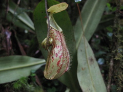 Nepenthes pectinata