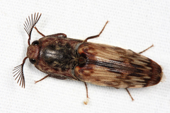 Pherhimius fascicularis