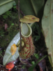 Nepenthes pectinata