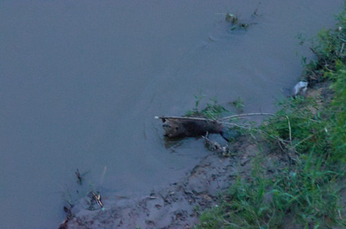 animal observation 5
