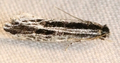 Nemapogon rileyi