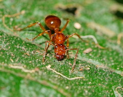 Notoncus spinisquamis