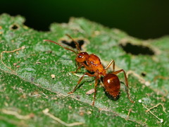 Notoncus spinisquamis