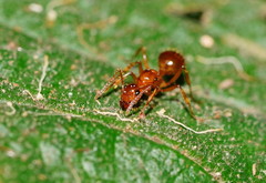 Notoncus spinisquamis