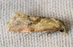 Cochylis