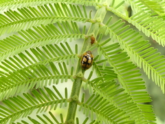 Peltoschema hamadryas