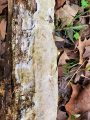 Perenniporia bostonensis