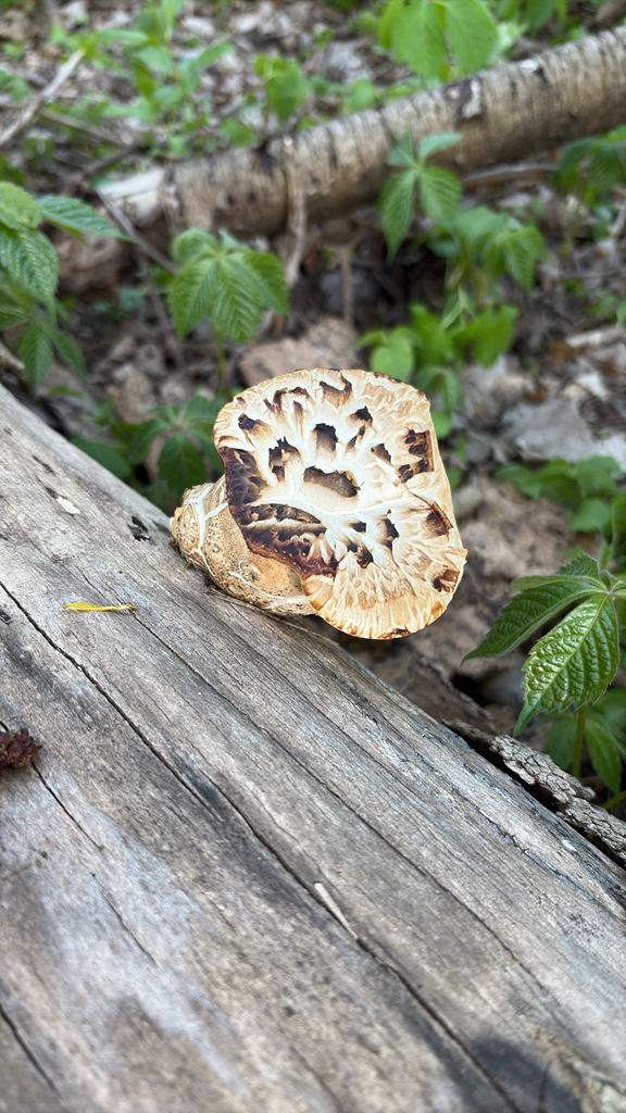 Dryad's Saddle · May 2026 · photo: Photo: (c) sawyer mcdonell, some rights reserved (CC BY-SA) · iNaturalist