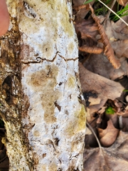 Perenniporia bostonensis